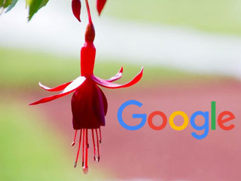 Google Fucsia